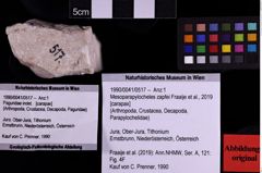 Foto (Objekt + Etiketten) von Mesoparapylocheles zapfei (Fraaije et al., 2019) (NHMW-GEO-1990-0041-0517)